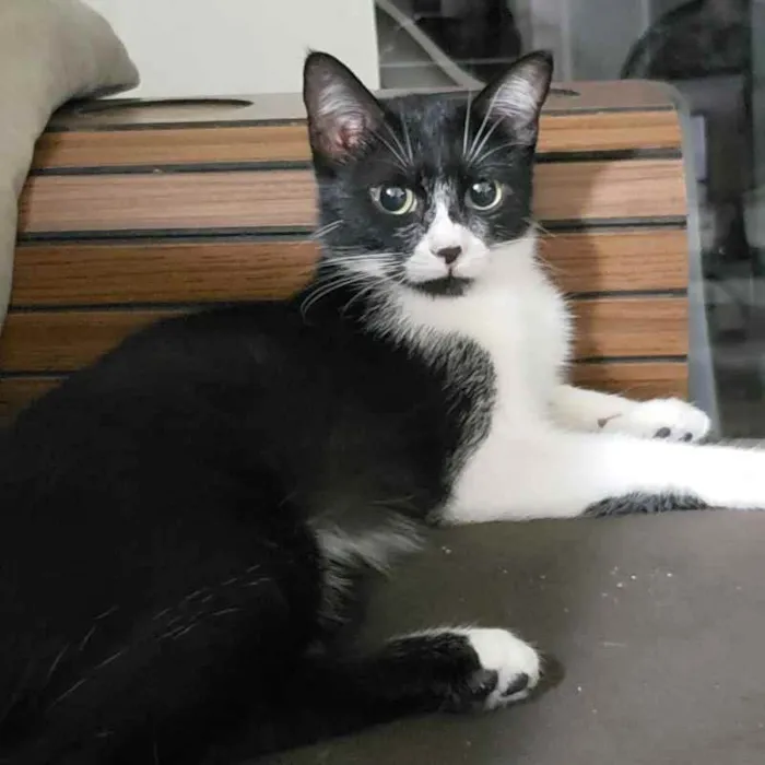 Gato raça SRD idade 1 ano nome Arya