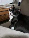 Arya