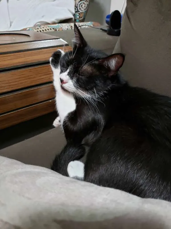 Gato raça SRD idade 1 ano nome Arya