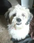 Nicki mestiço Lhasa