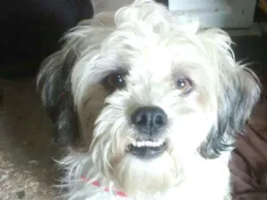 Cachorro raça Lhasa Apso (Mestiço) idade 2 anos nome Nicki mestiço Lhasa