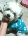 Nicki mestiço Lhasa