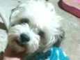 Nicki mestiço Lhasa