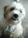 Nicki mestiço Lhasa