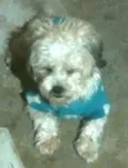 Nicki mestiço Lhasa