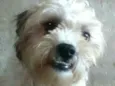 Nicki mestiço Lhasa