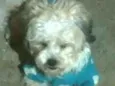 Nicki mestiço Lhasa