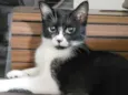 Arya