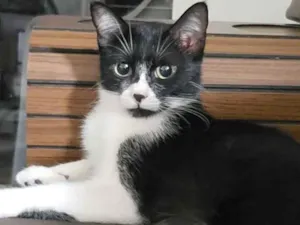 Gato raça SRD idade 1 ano nome Arya