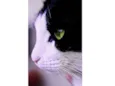 Nilo 
