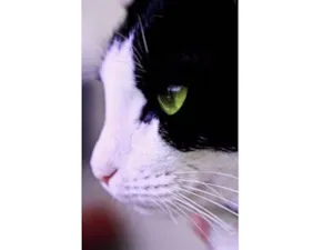Gato raça SRD  idade 1 ano nome Nilo 