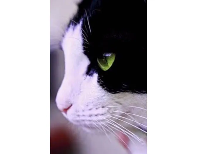 Gato ra a SRD  idade 1 ano nome Nilo 