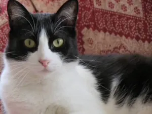 Gato raça SRD idade 1 ano nome Nico 