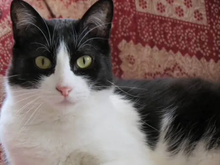 Gato ra a SRD idade 1 ano nome Nico 