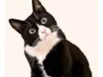 Fifi 