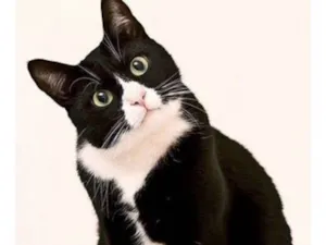 Gato raça SRD  idade 1 ano nome Fifi 