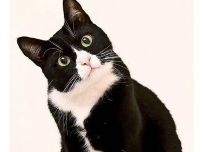 Gato ra a SRD  idade 1 ano nome Fifi 