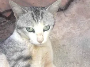Gato raça Vira lata idade 3 anos nome Sem nome