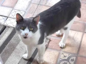 Gato raça Vira lata idade 2 anos nome Morgado