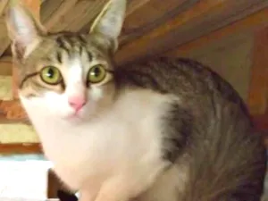 Gato raça SRD idade 2 a 6 meses nome Alice