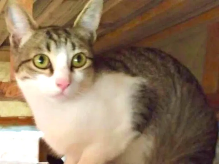 Gato ra a SRD idade 2 a 6 meses nome Alice