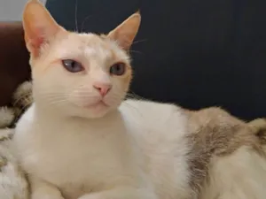 Gato raça SRD idade 1 ano nome Ágatha