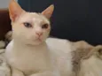 Ágatha