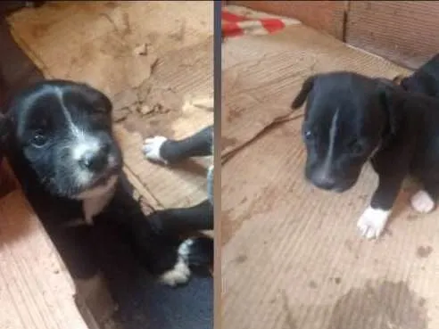 Cachorro raça Srd idade Abaixo de 2 meses nome Filhotes