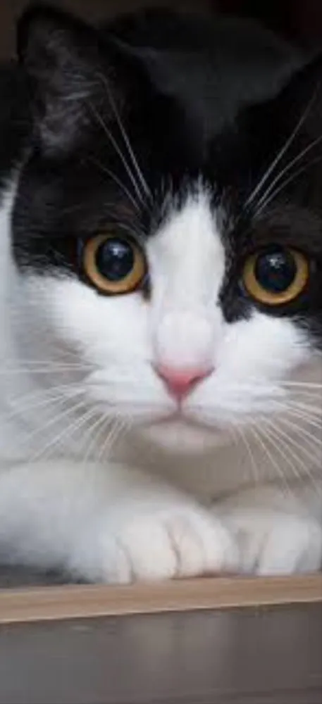 Gato ra a SRD idade 1 ano nome Mimi 