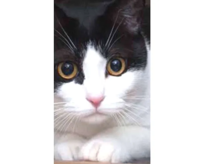 Gato ra a SRD idade 1 ano nome Mimi 