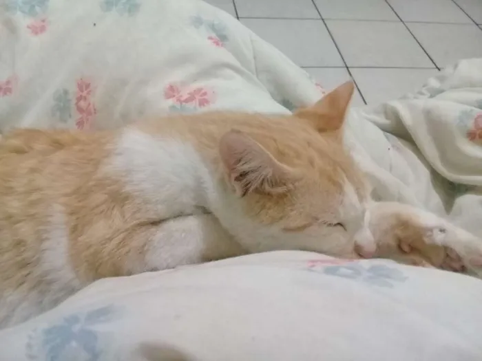 Gato ra a Indefinida  idade 7 a 11 meses nome Bebê 