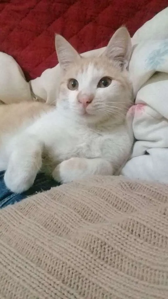 Gato ra a Indefinida  idade 7 a 11 meses nome Bebê 