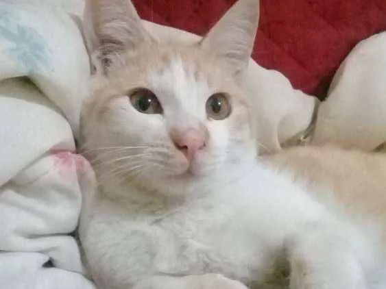 Gato ra a Indefinida  idade 7 a 11 meses nome Bebê 