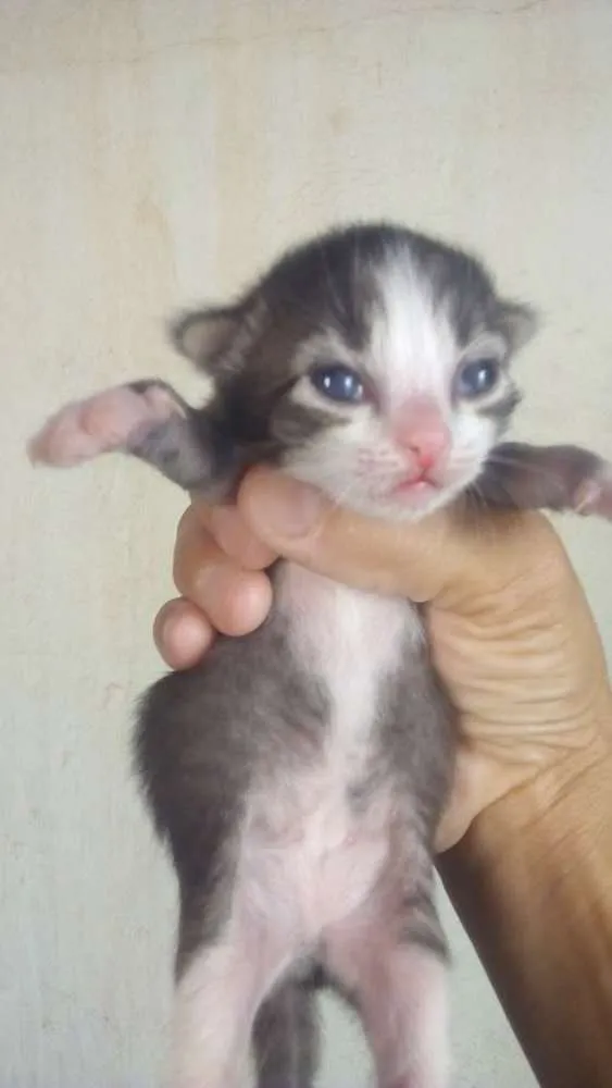 Gato ra a Vira lata idade Abaixo de 2 meses nome Não tem nome