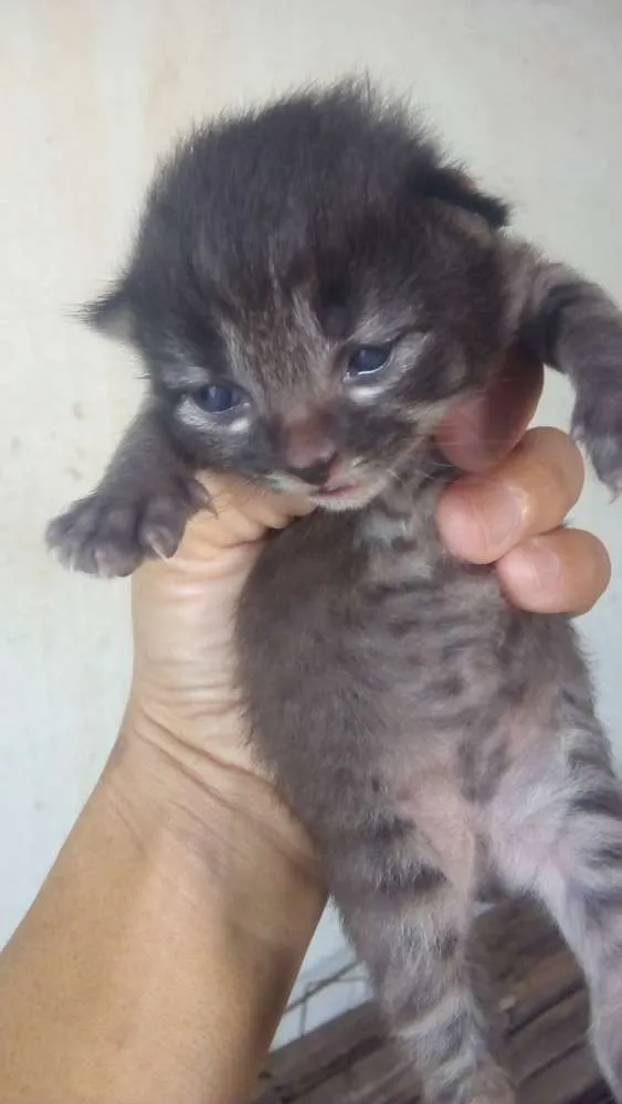 Gato ra a Vira lata idade Abaixo de 2 meses nome Não tem nome