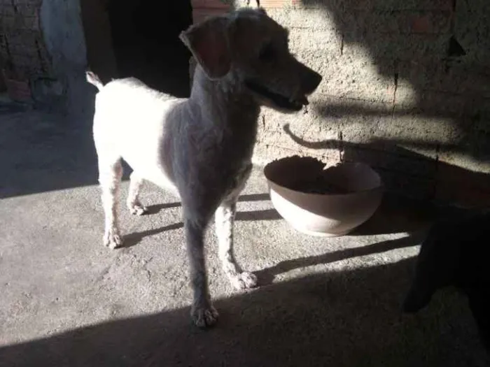 Cachorro ra a Poodle idade 1 ano nome Kinho
