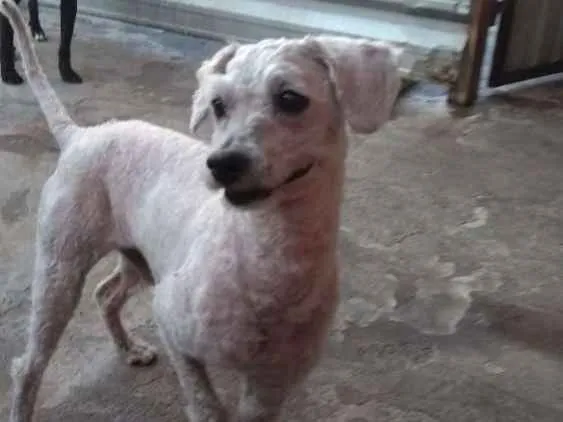 Cachorro ra a Poodle idade 1 ano nome Kinho