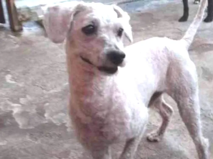 Cachorro ra a Poodle idade 1 ano nome Kinho