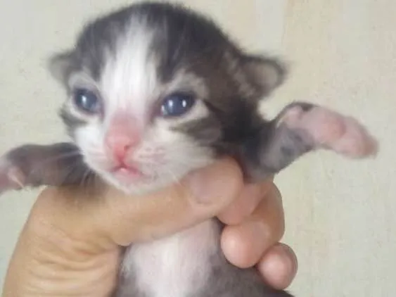 Gato ra a Vira lata idade Abaixo de 2 meses nome Não tem nome