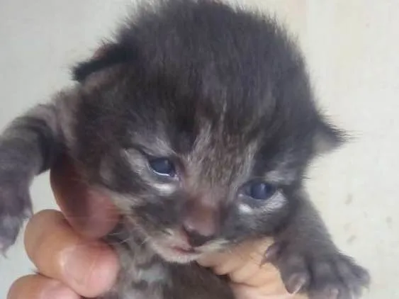 Gato ra a Vira lata idade Abaixo de 2 meses nome Não tem nome