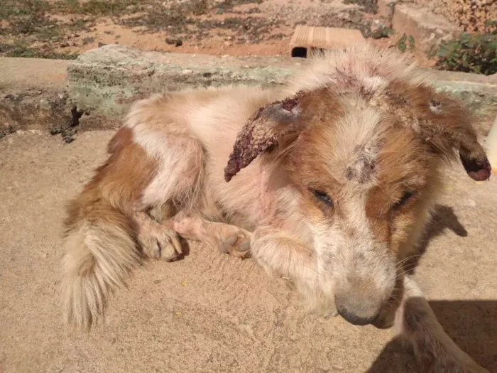 Cachorro raça SRD idade 1 ano nome BISCOITO