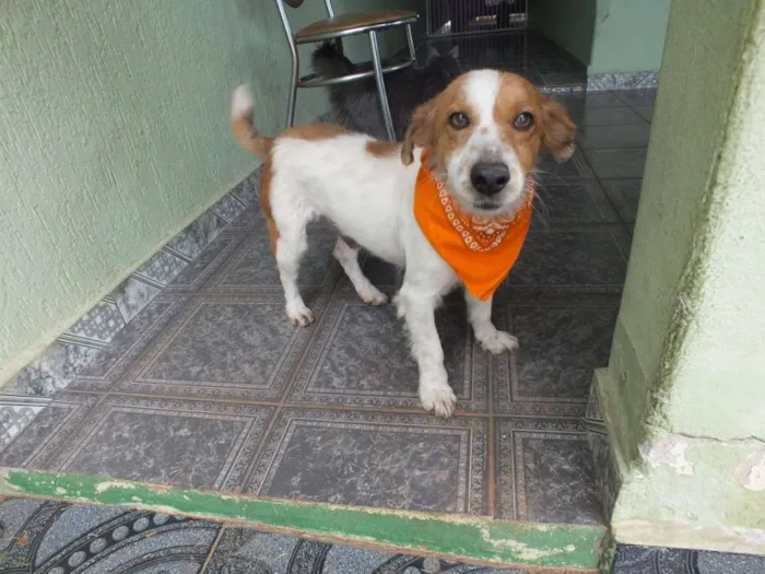 Cachorro raça SRD idade 1 ano nome BISCOITO
