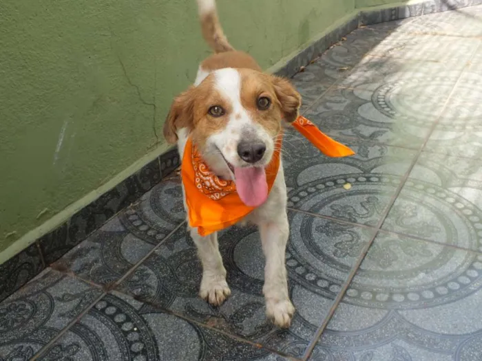 Cachorro raça SRD idade 1 ano nome BISCOITO