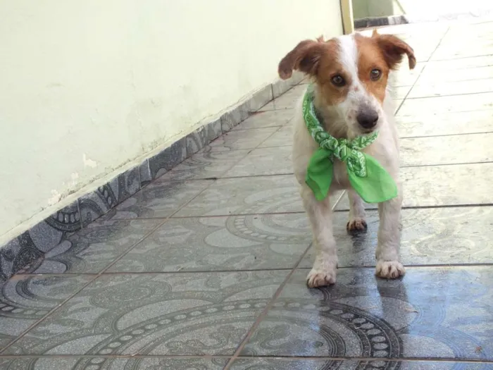 Cachorro raça SRD idade 1 ano nome BISCOITO