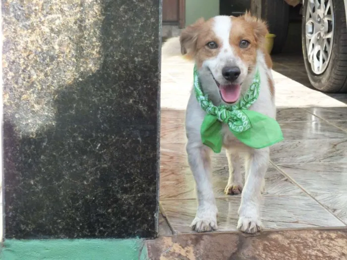 Cachorro raça SRD idade 1 ano nome BISCOITO