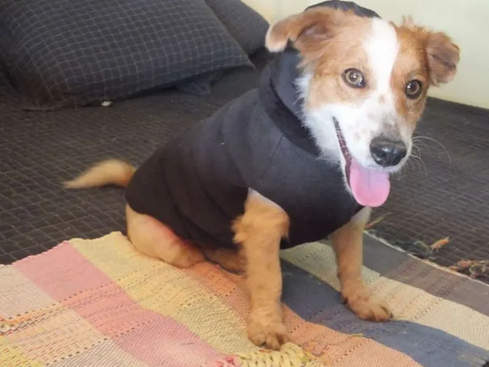 Cachorro raça SRD idade 1 ano nome BISCOITO
