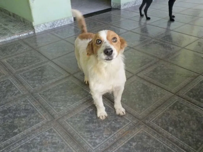 Cachorro raça SRD idade 1 ano nome BISCOITO
