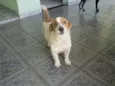 BISCOITO