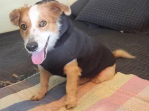 Cachorro raça SRD idade 1 ano nome BISCOITO