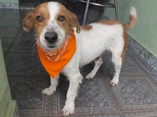 Cachorro raça SRD idade 1 ano nome BISCOITO